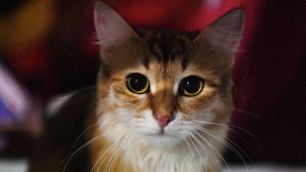 Кошка породы сибирская на выставке Кэт-Салон-Декабрь в Москве Кошка породы сибирская на выставке Кэт-Салон-Декабрь в Москве